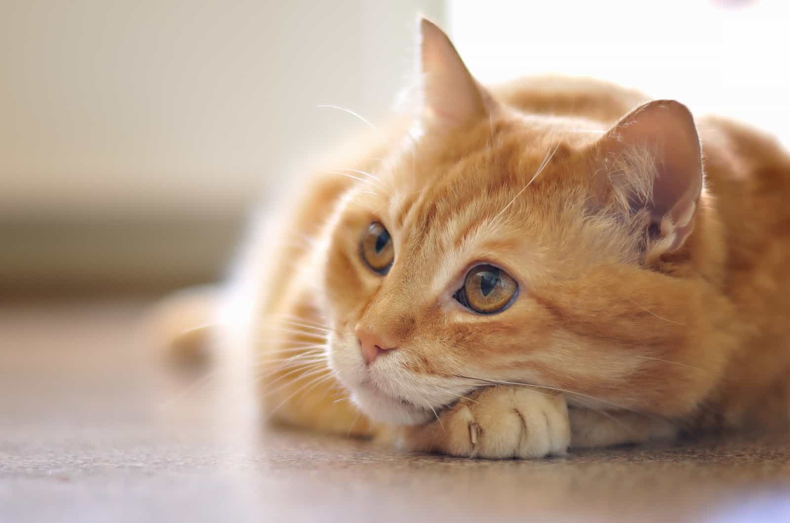 orange cat resting