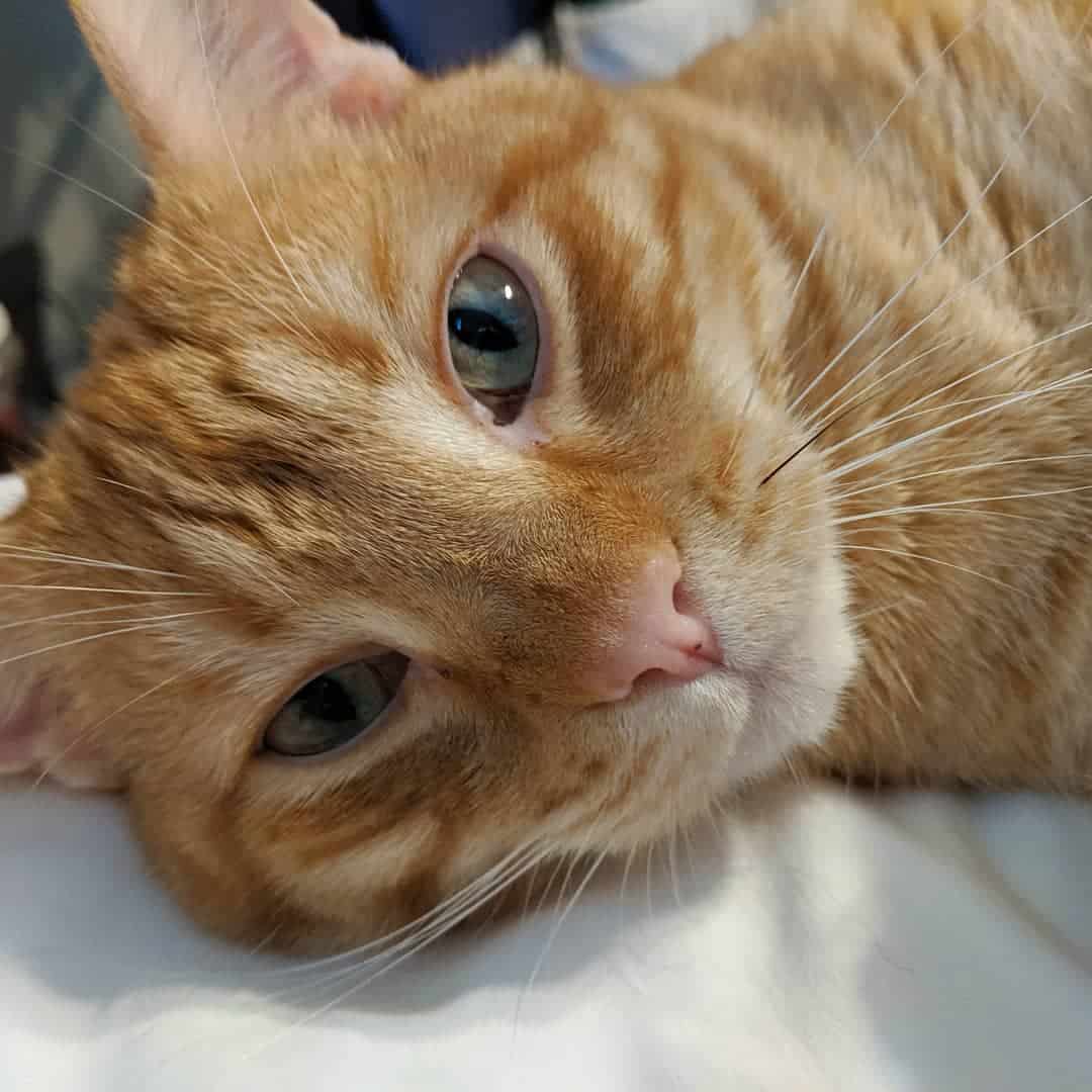 orange cat with Half-White Half-Black wisker