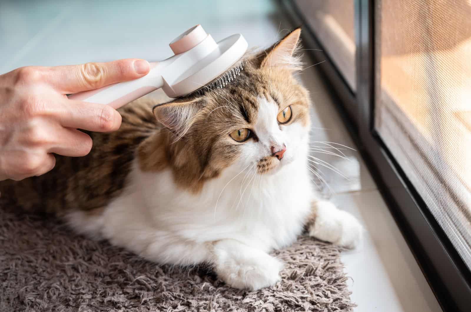 owner brushing his cat