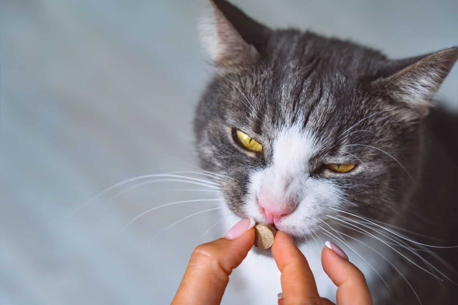 owner giving pill to cat