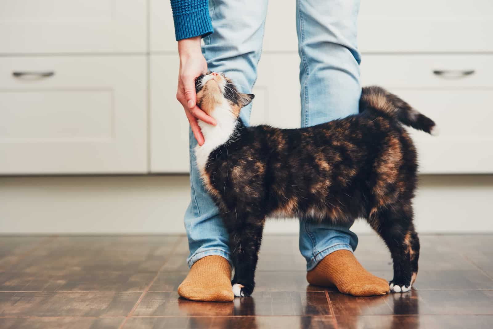 owner pets cat