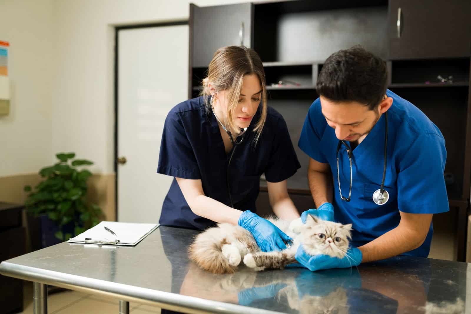 persian cat being examined by a veterinarian