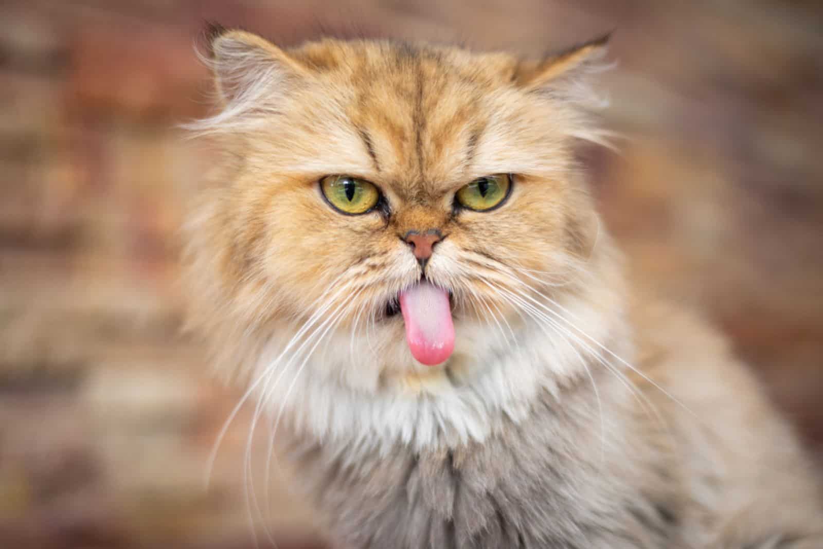 persian cat sticking tongue out
