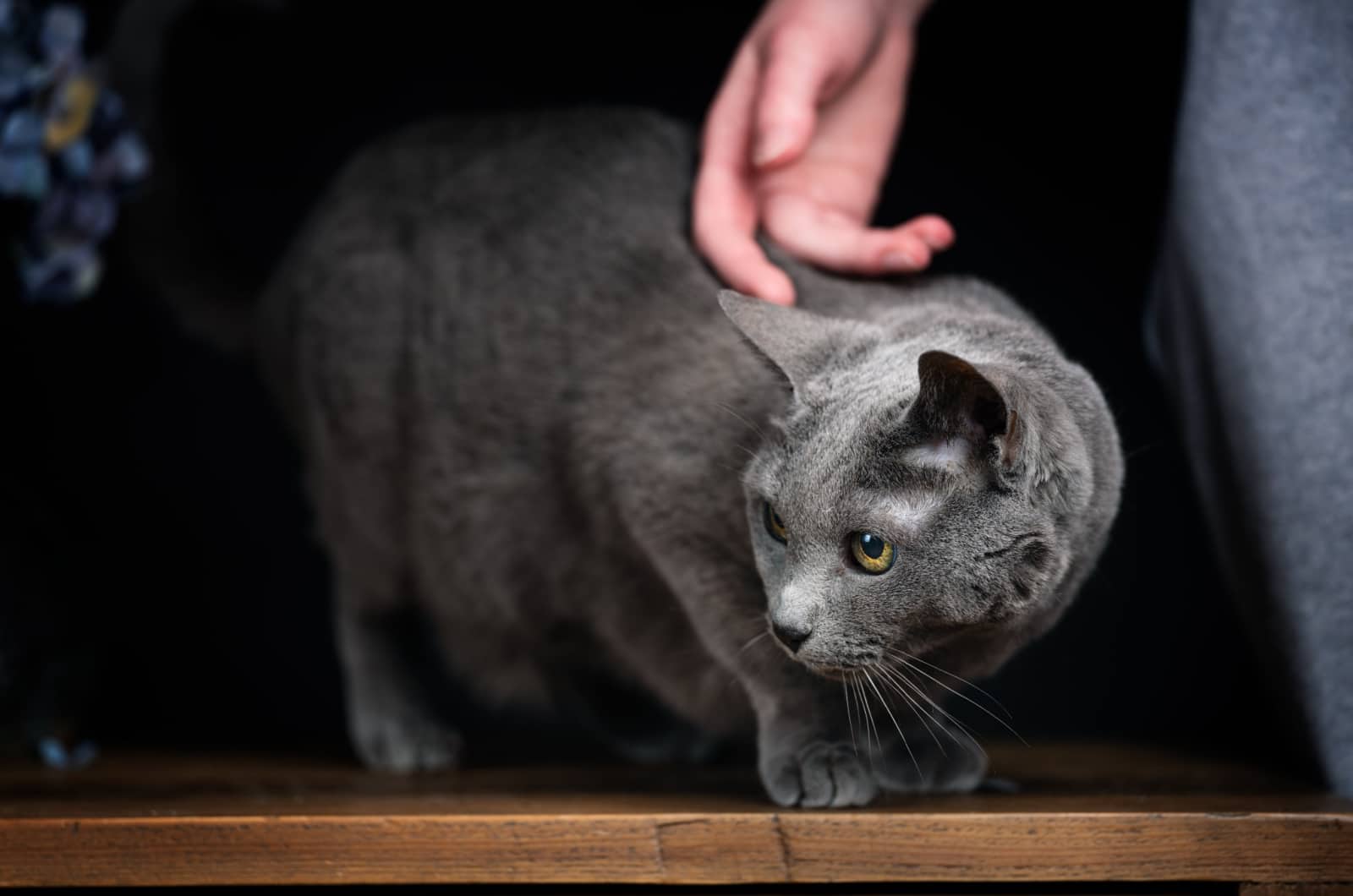 person petting a russian blue cat