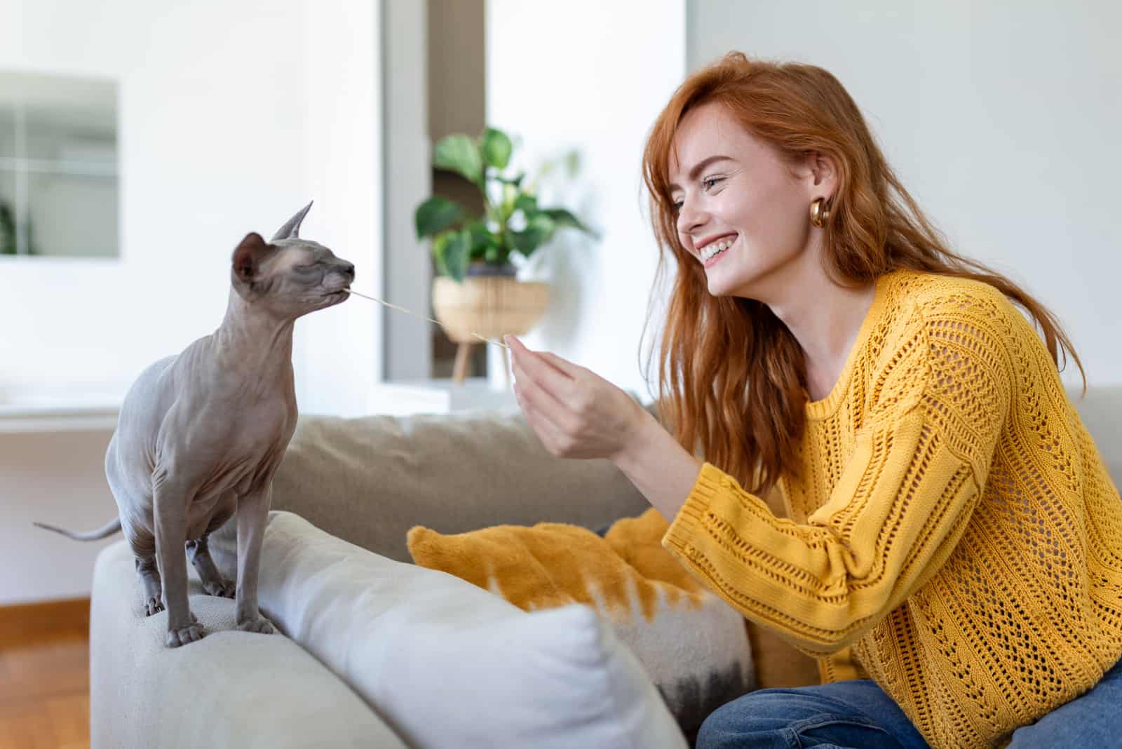 playful sphynx cat enjoying playing on sofa with her owner