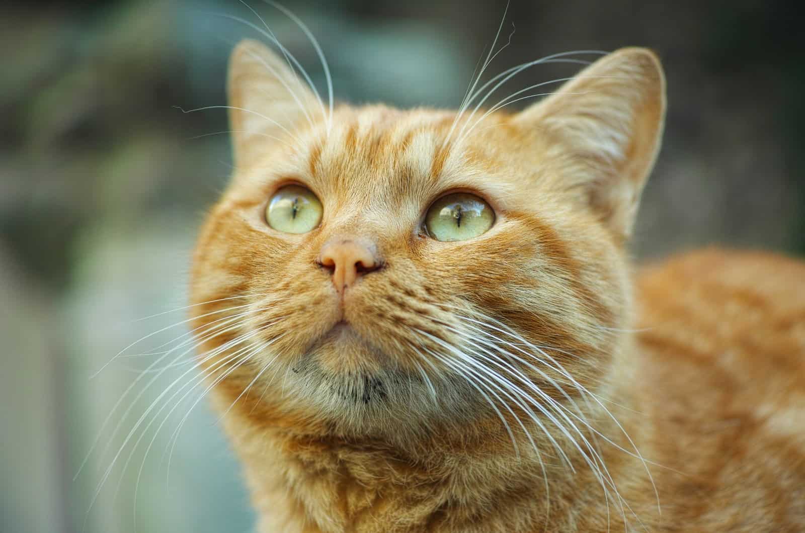 portrait of a yellow cat