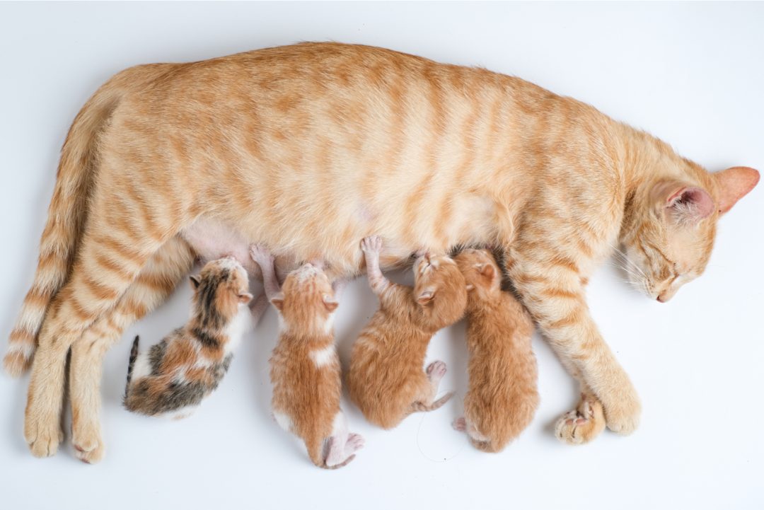 Normal Cat Nipples Vs. Pregnant Cat Nipples 5 Key Changes