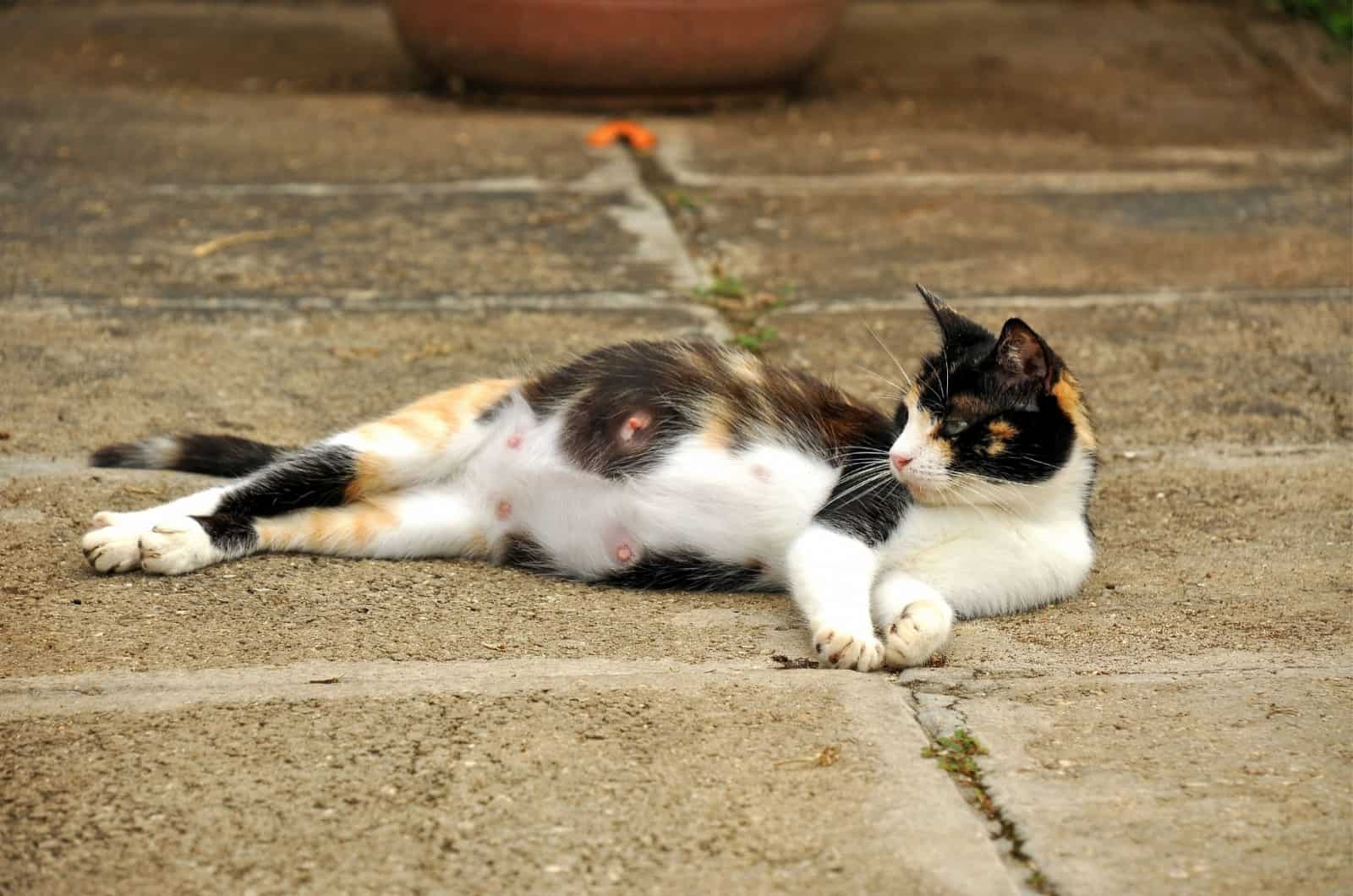 pregnant cat resting