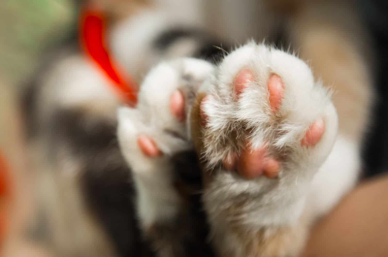pretty cat paws