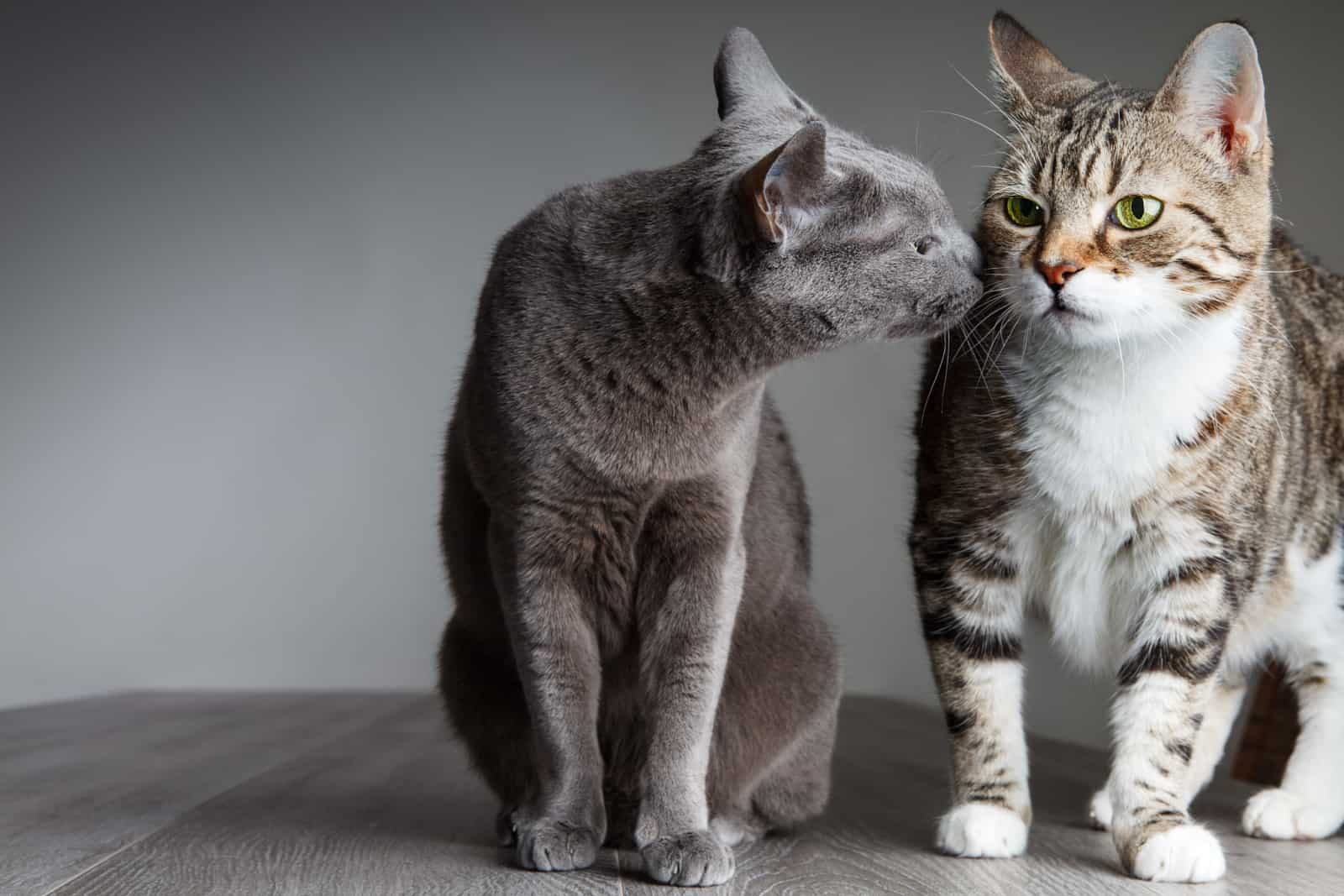 russian blue and tri-color domestic cat