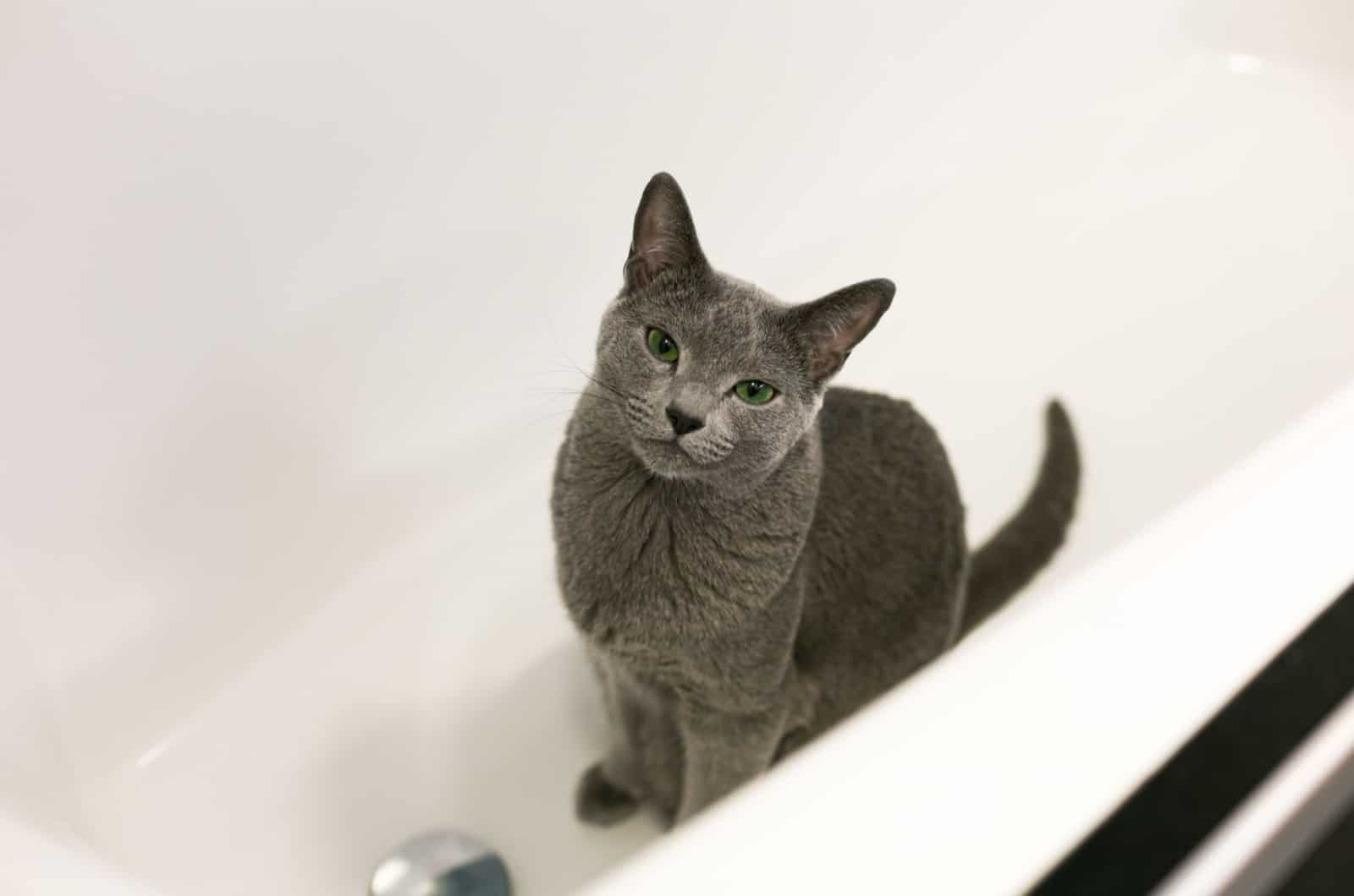 russian blue cat in bath