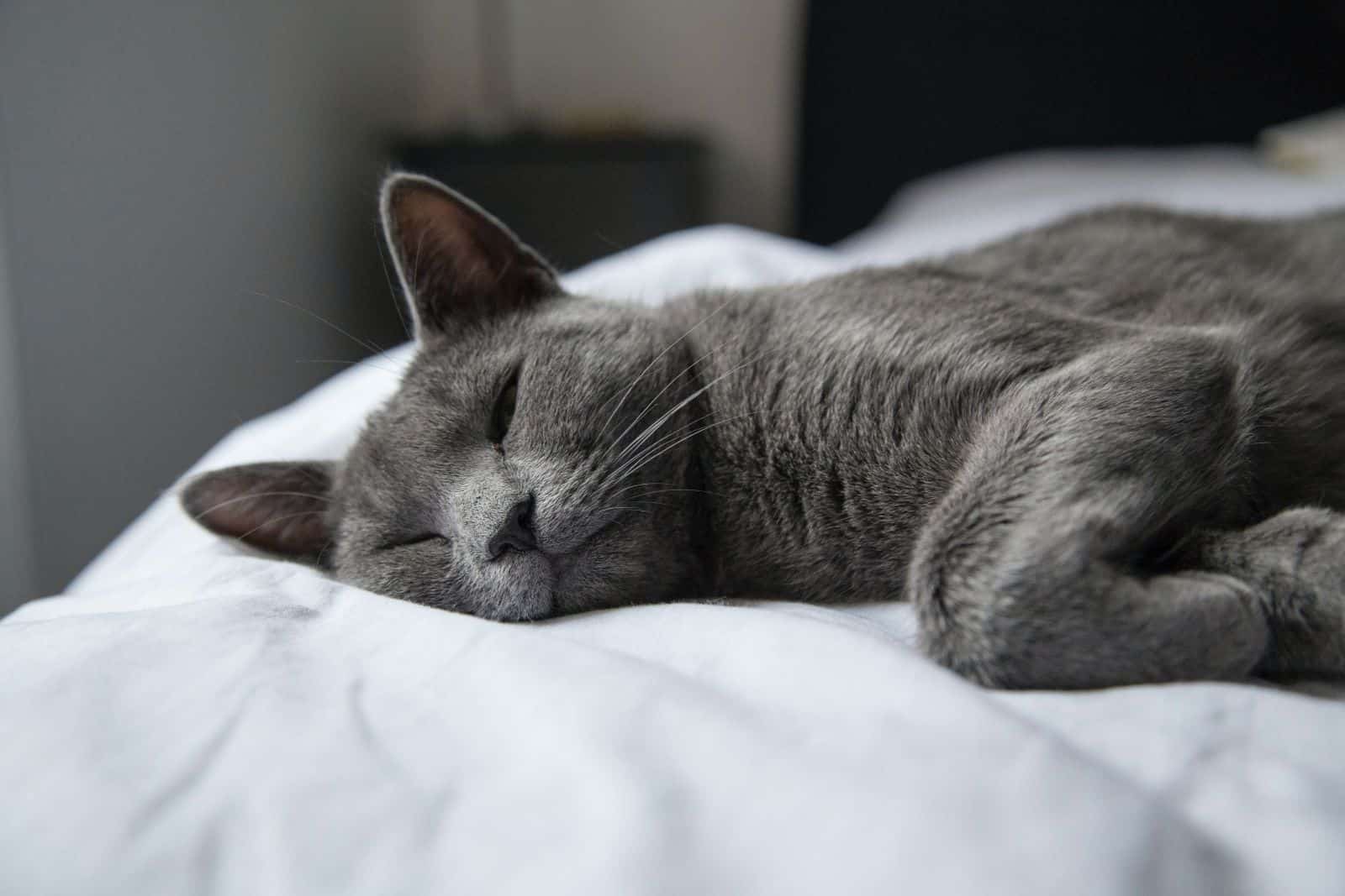 russian blue cat resting