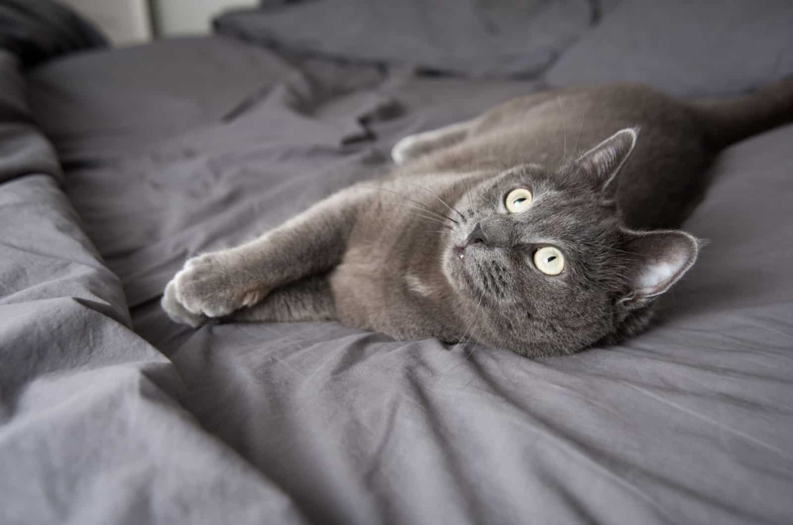 russian blue lying in bed