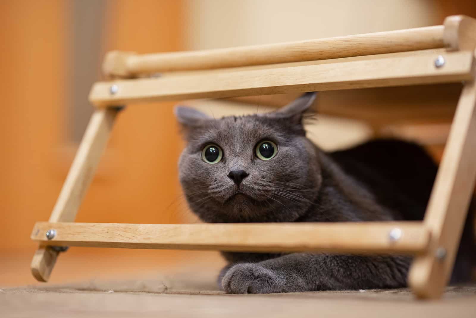 scared cat hiding under a wooden table