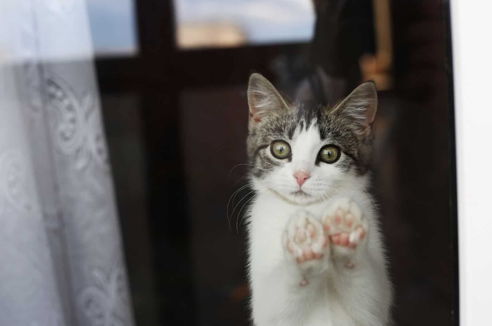 shot of a cat through window