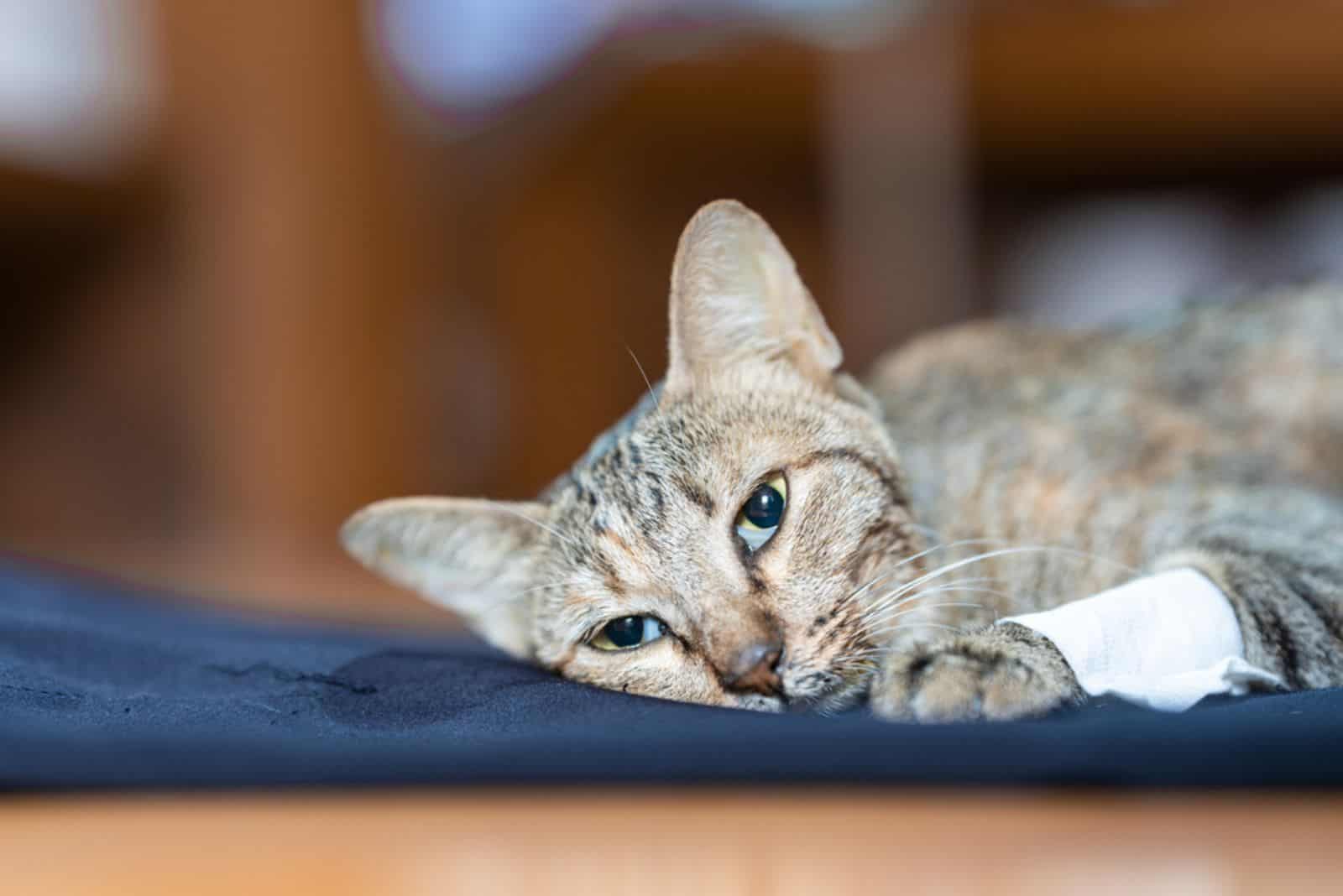 sick cat lies down and looks at the camera