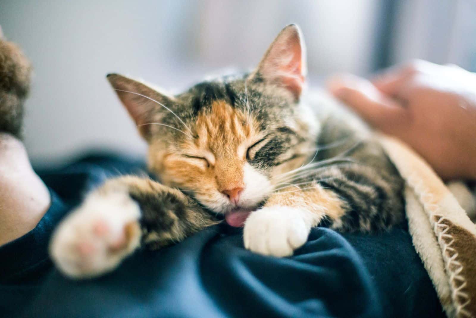 sleeping cat on man with tongue out 