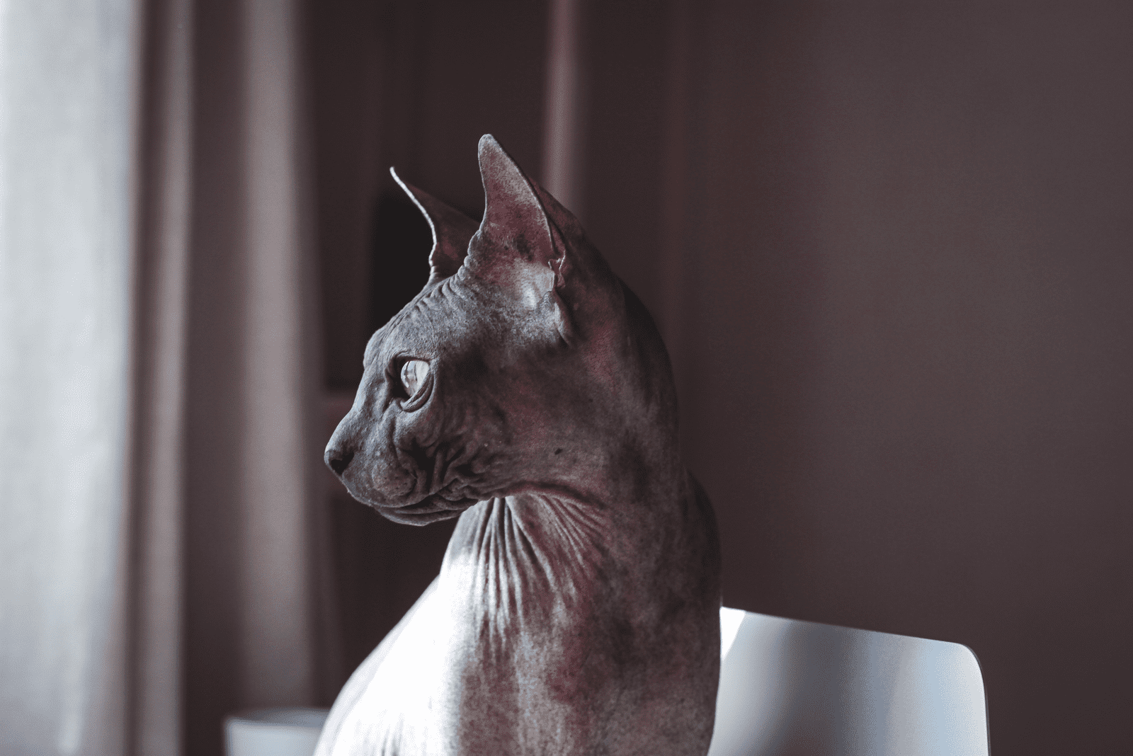 sphynx cat looking away