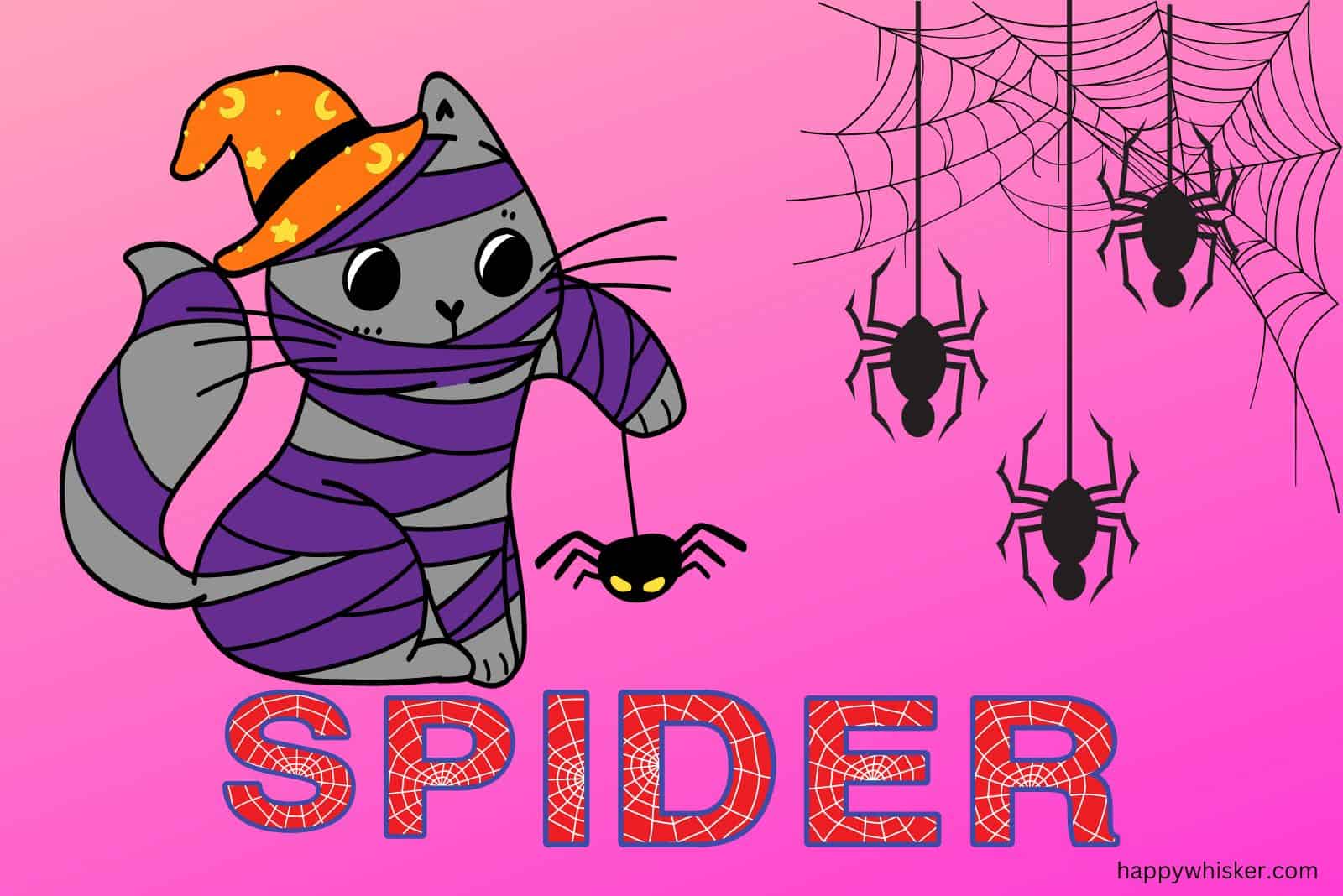 spider name and cat playing with spiders