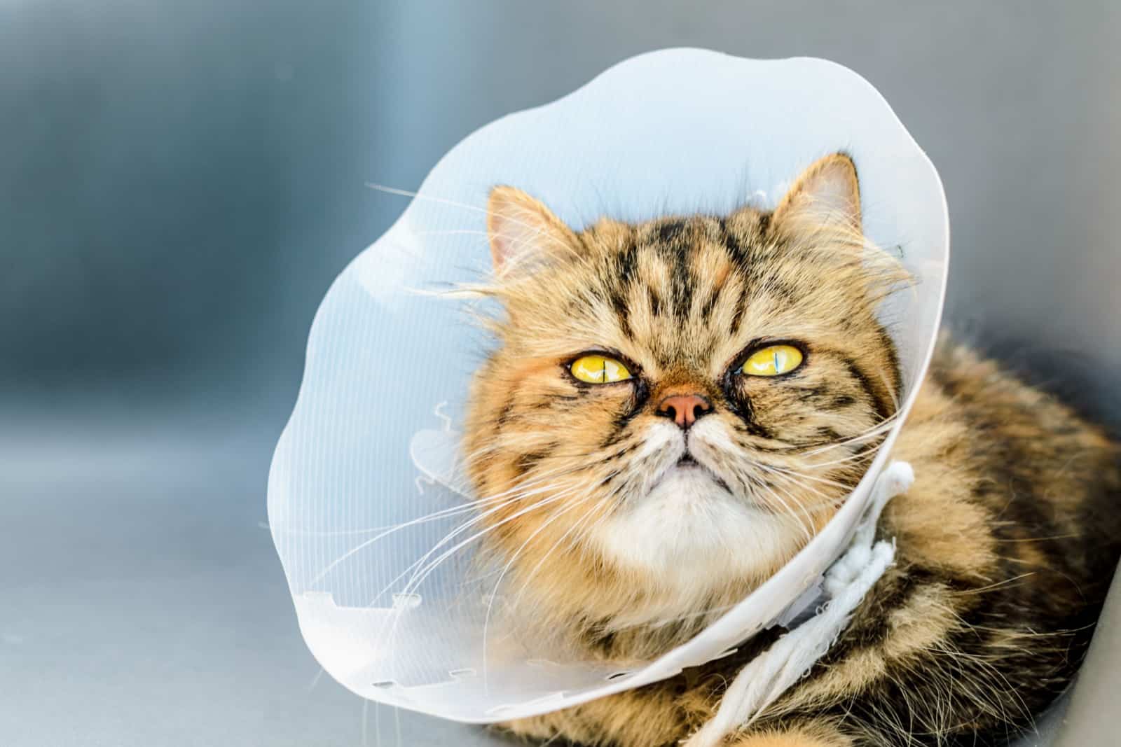 sterilized cat wearing elizabethan collar