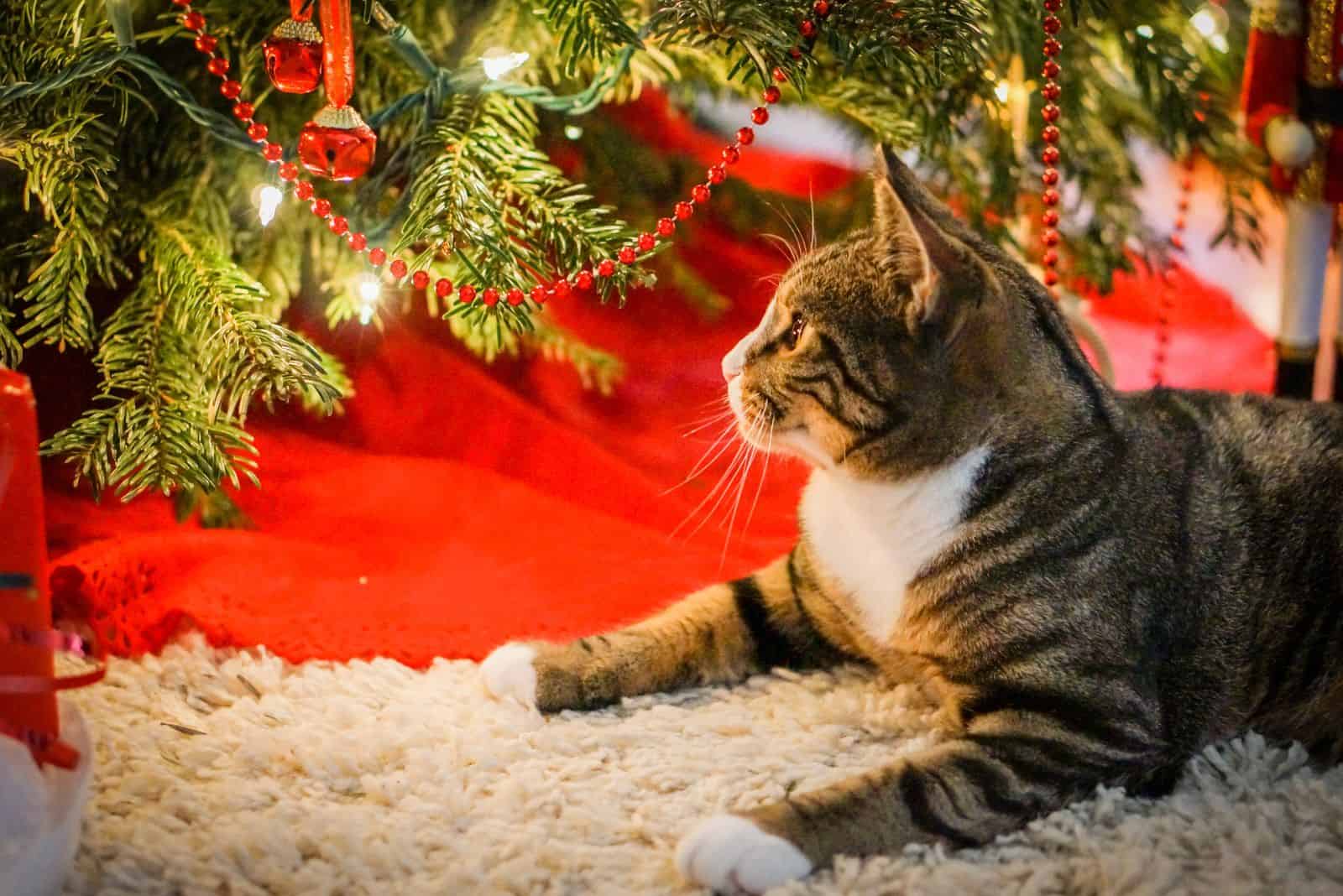 the cat is lying next to the Christmas tree