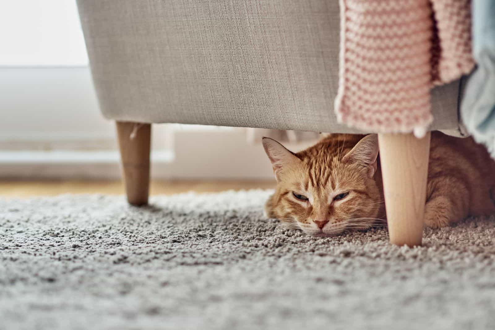the cat is lying under the armchair