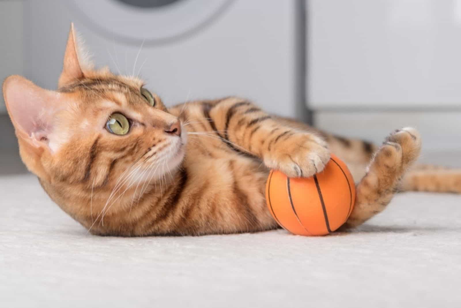 the cat is playing with a ball