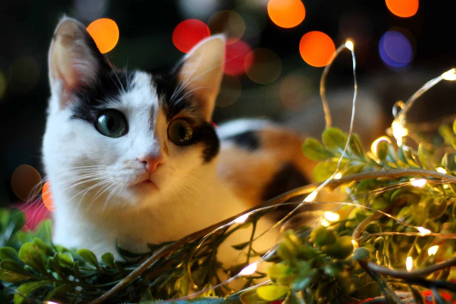 the cat is sitting on the Christmas tree