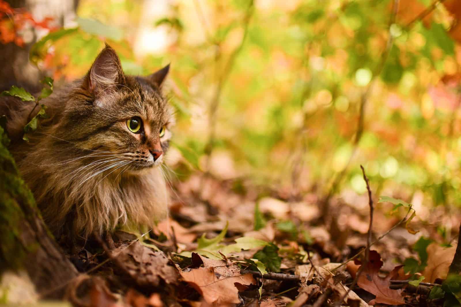 the cat is standing in the forest