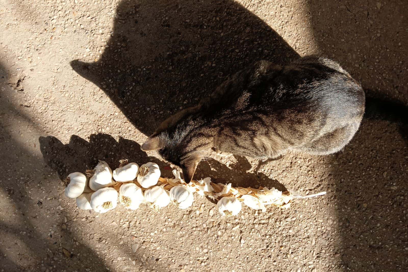 the cat is standing next to the garlic