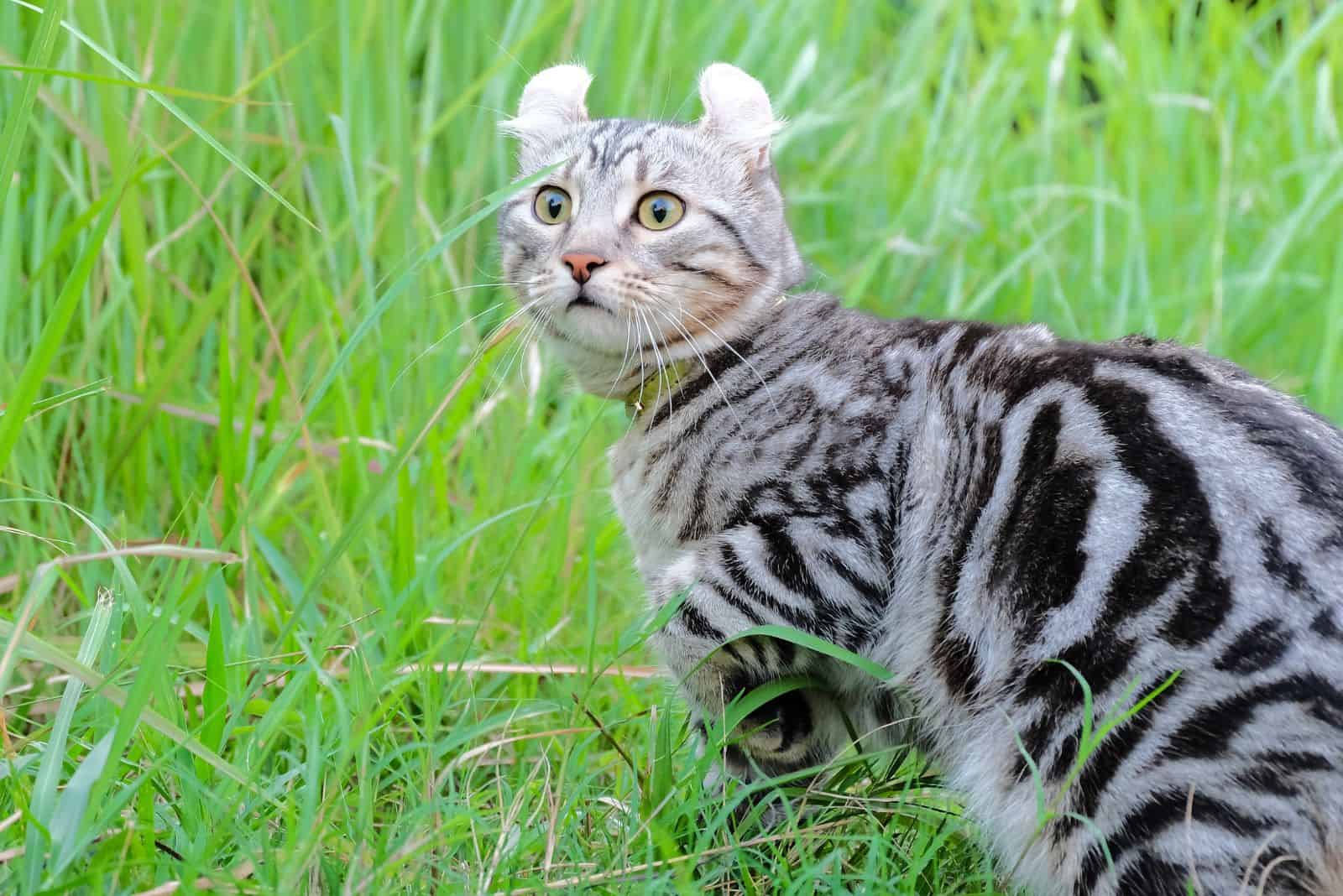 the cat is walking in the meadow