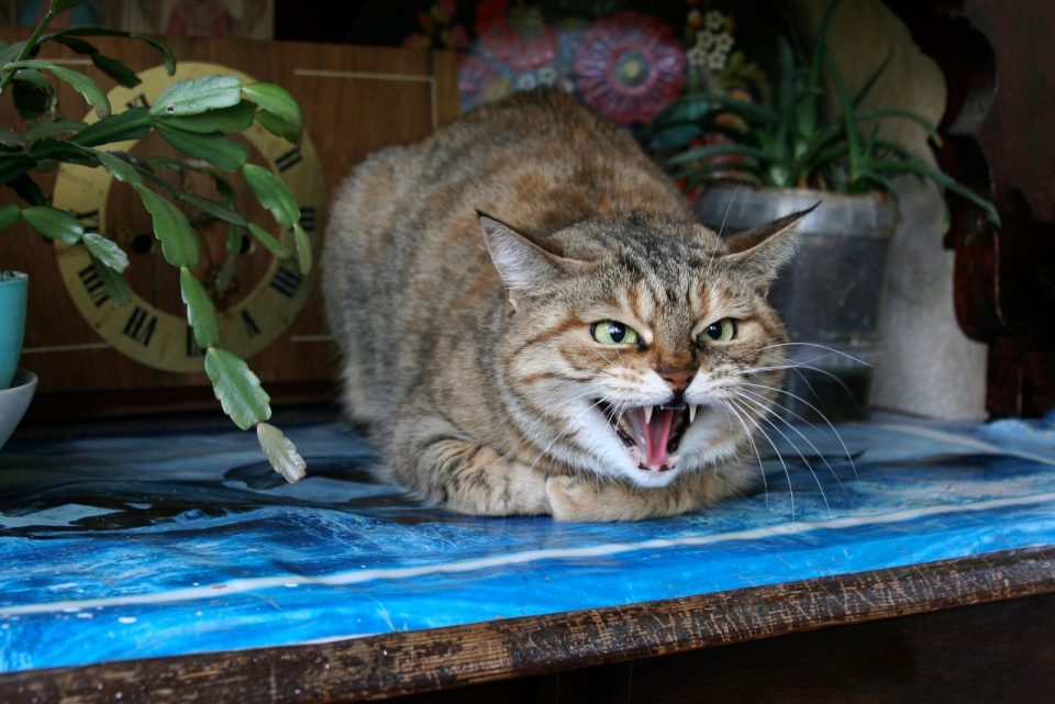 Why Do Domestic Cats Growl? 8 Reasons For Cat Growling