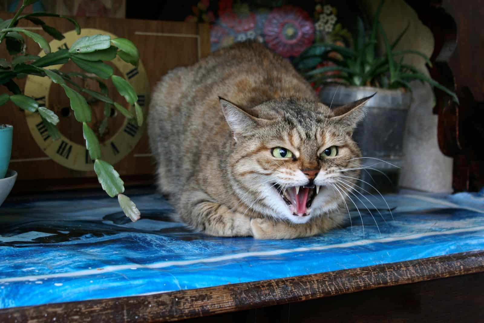 the cat lies on the table and growls