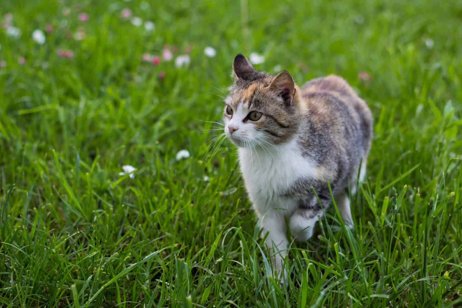 the cat sits in the field and listens