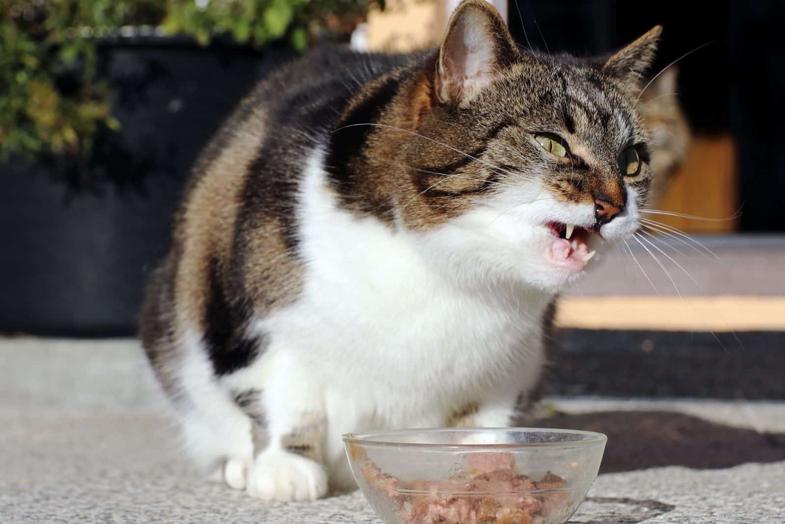 the cat sits next to the food bowl and growls