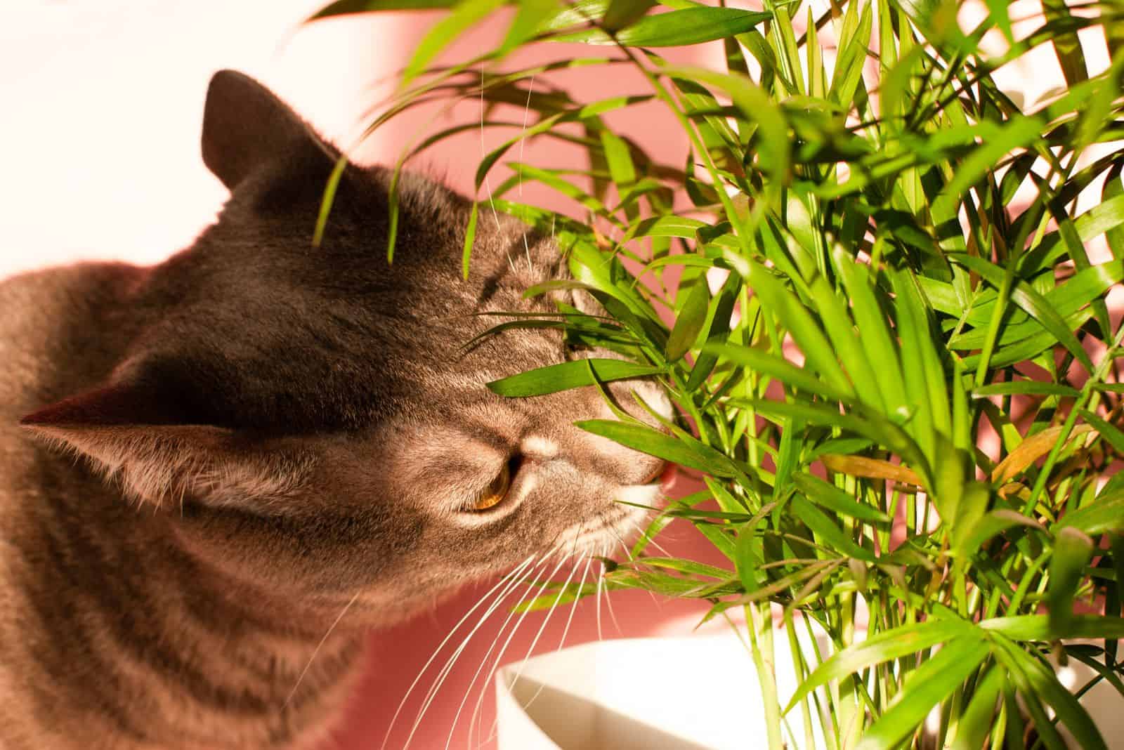 the cat sniffs the flowers