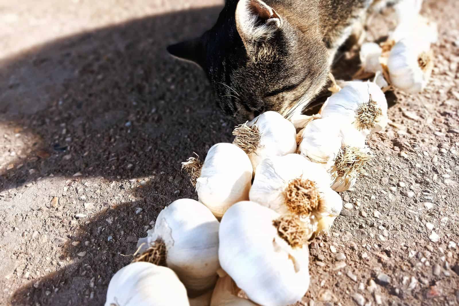 the cat sniffs the garlic