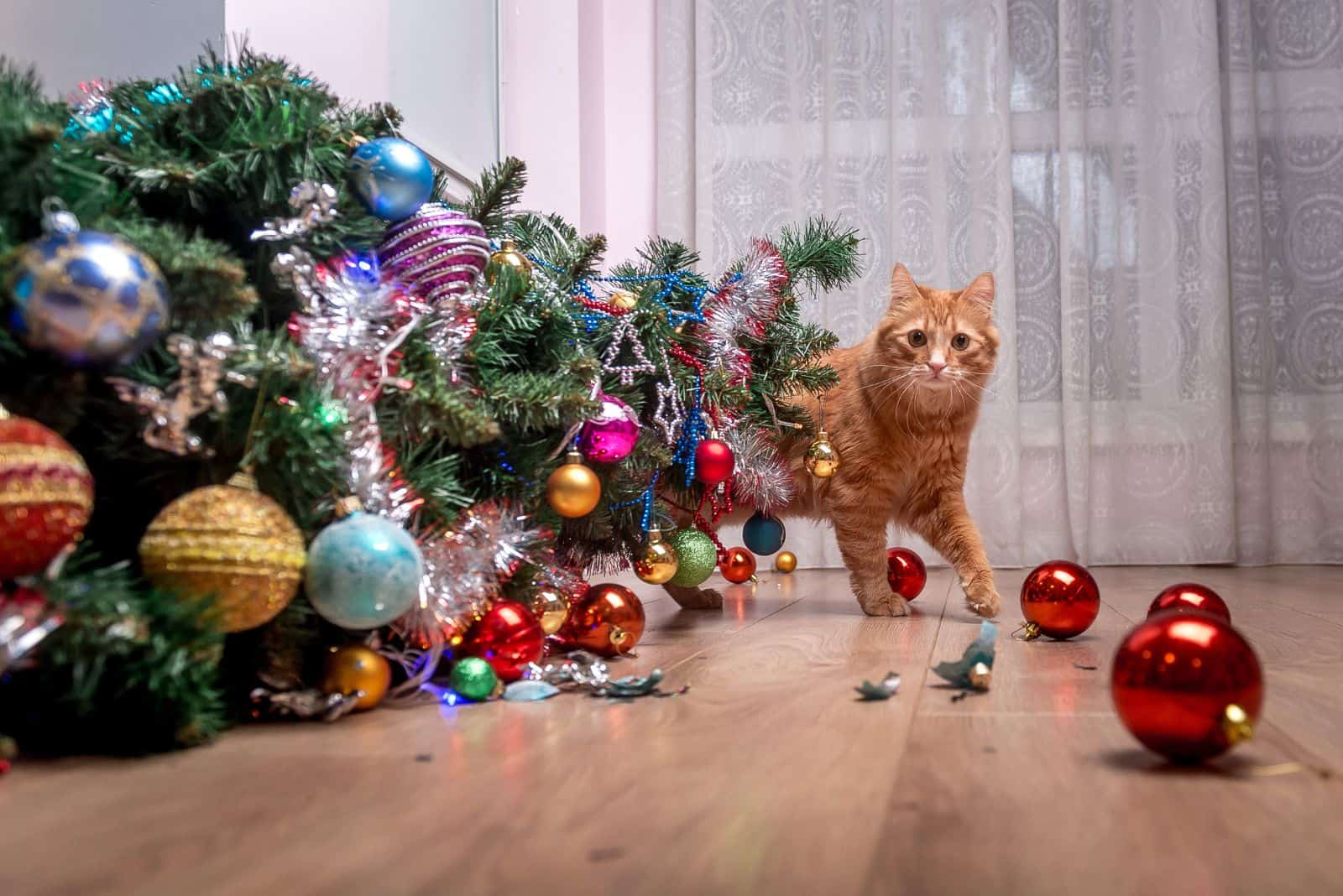 the cat walks around the Christmas tree