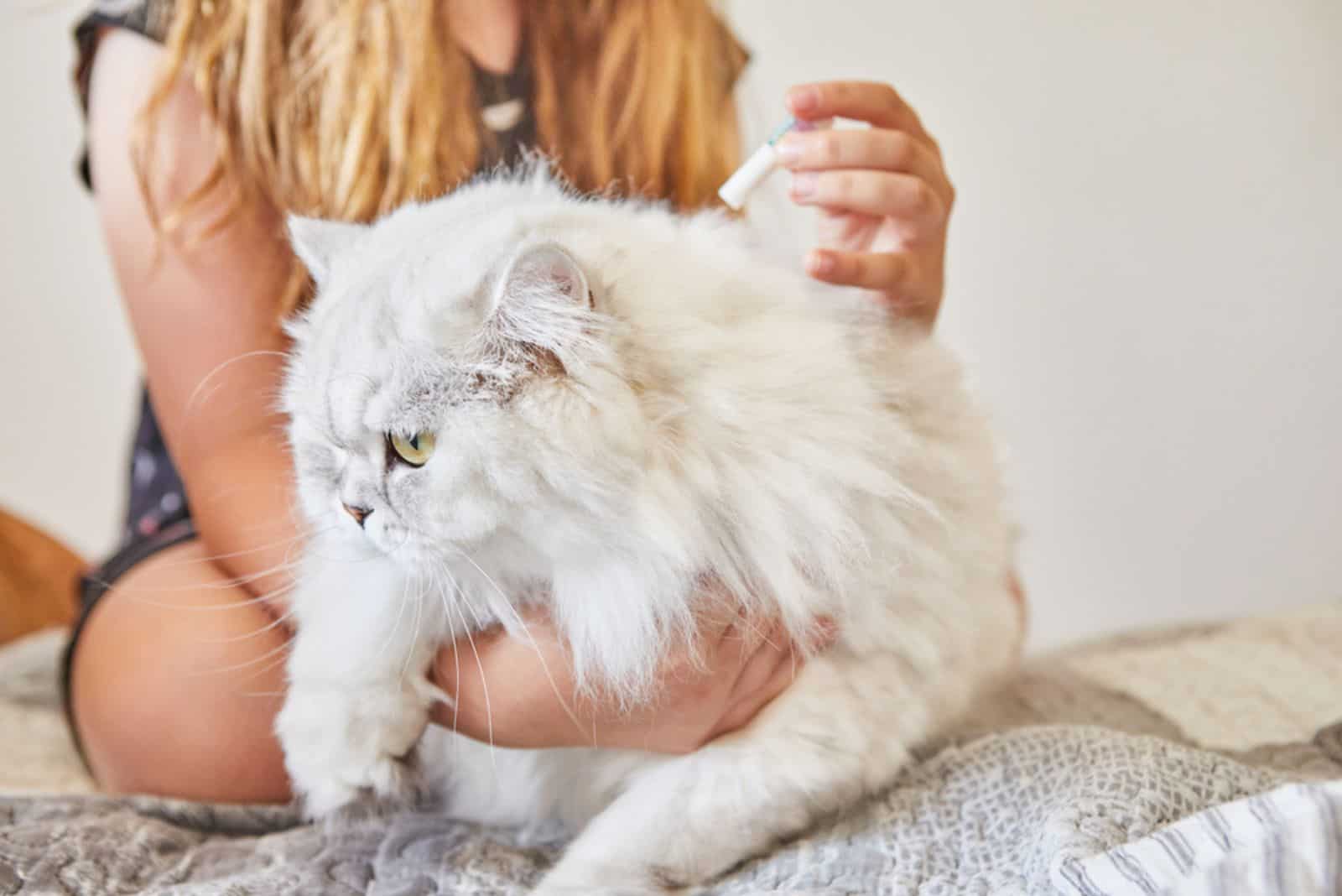 the girl puts ampoules on the cat against fleas