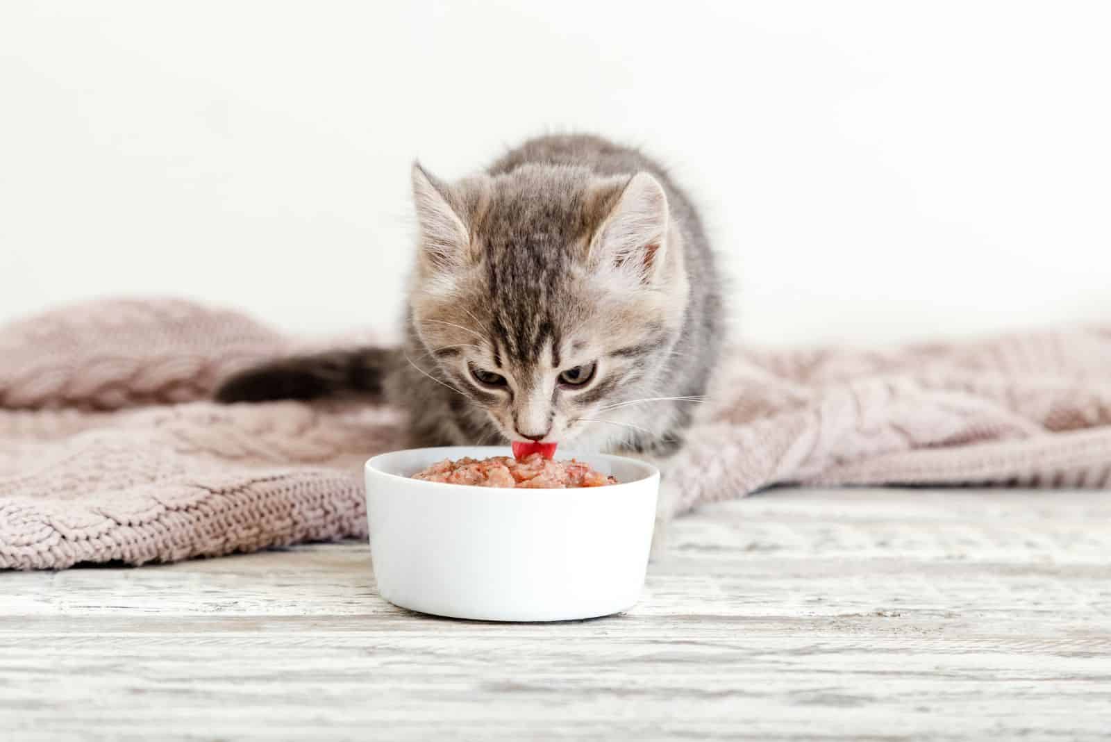 the kitten eats food from a white bowl