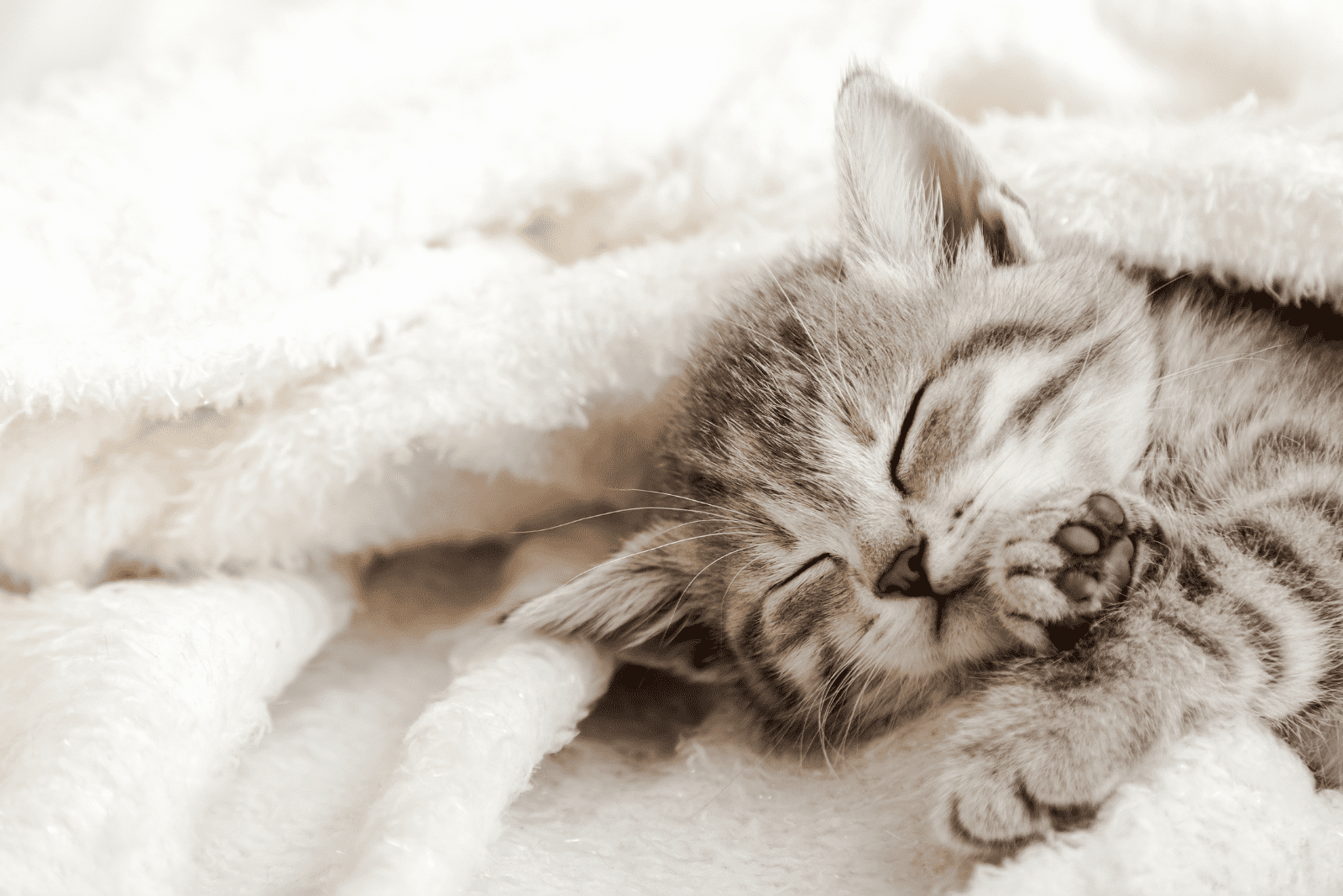 the kitten is sleeping wrapped in a blanket