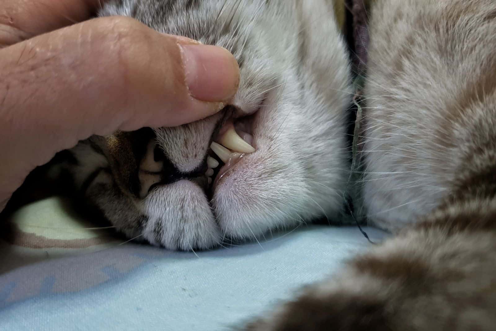 the veterinarian examines the cat's lips