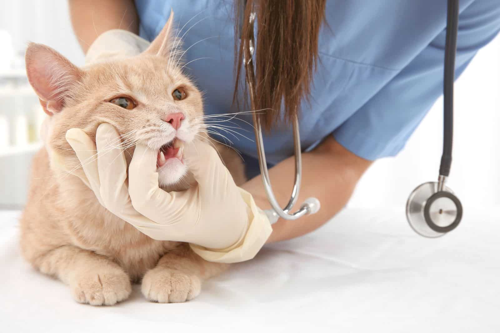 the veterinarian examines the yellow cat