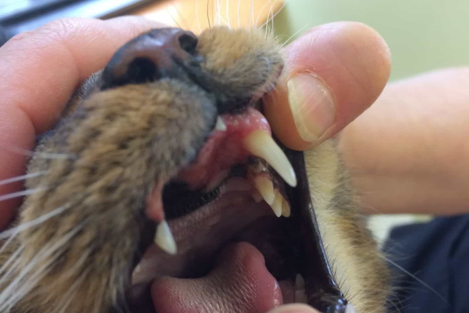 the woman opens her mouth to the cat