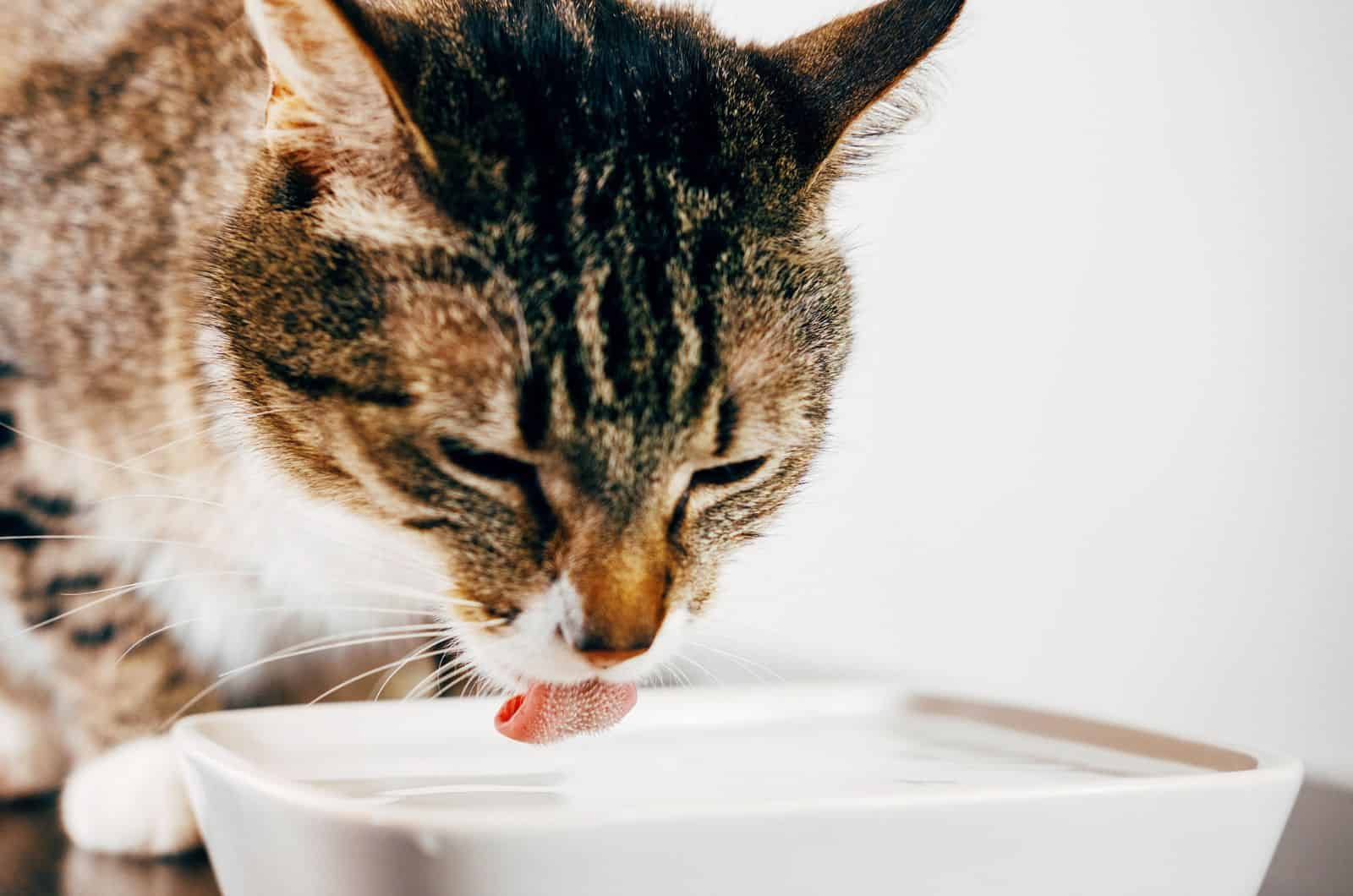 tired cat drinking water