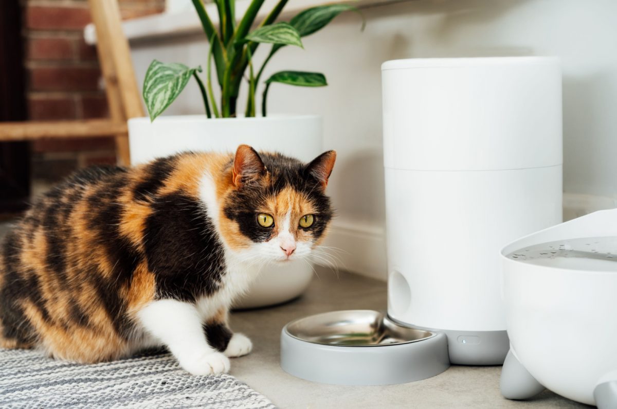 3 Top Cat Feeders With Collar Sensor + Alternative Options