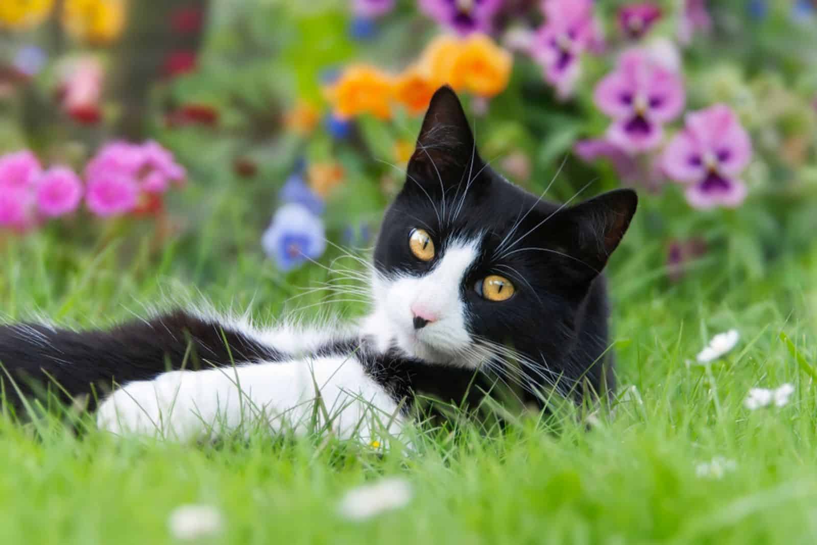 tuxedo cat laying in the grass