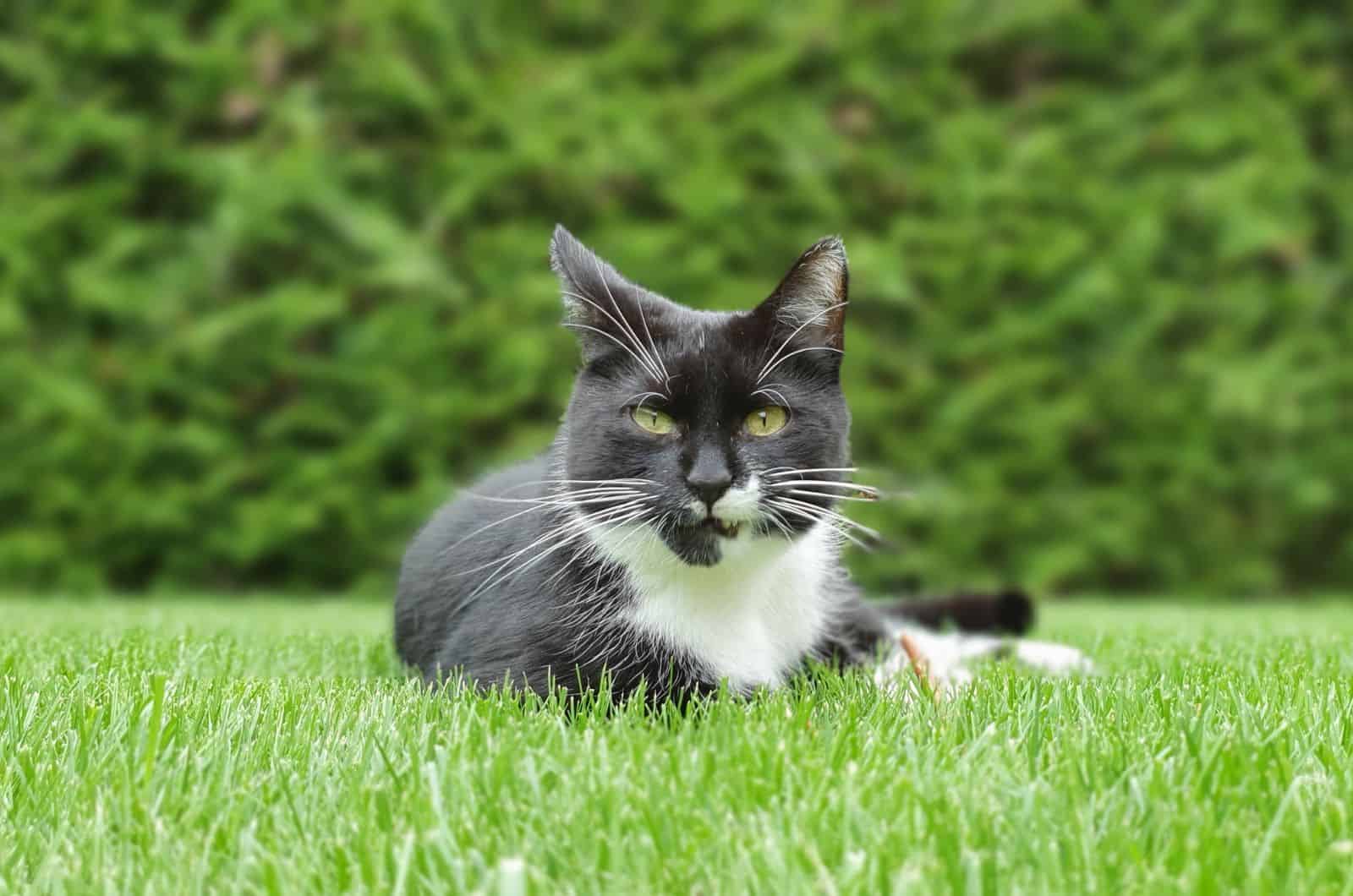 tuxedo lying on grass