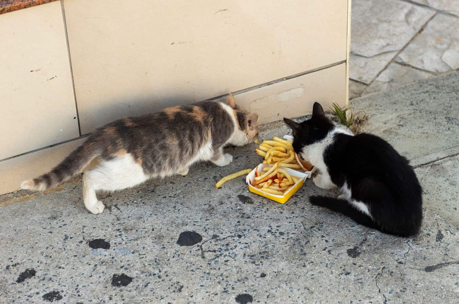 two cats eating fries on street