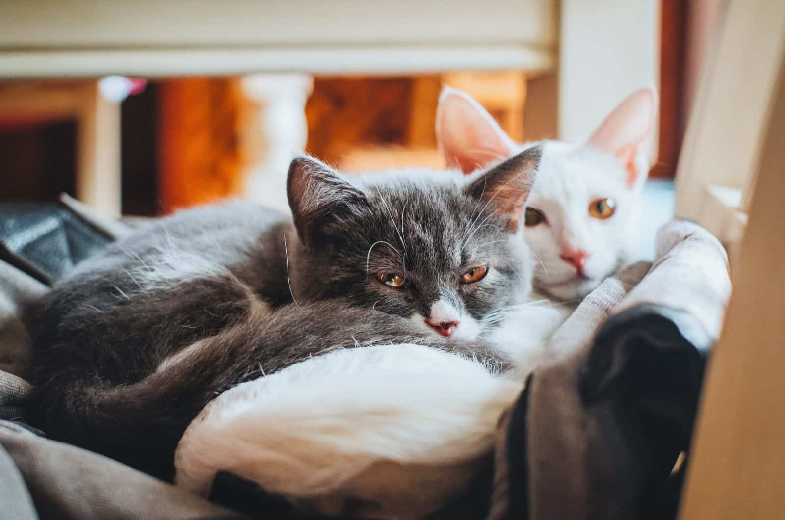 two cats resting together